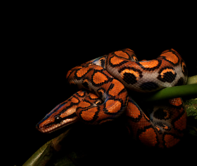 Ecuador Reptile Adventures